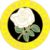 Stanway Rovers Stanway Rovers